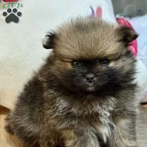 Pinecone, Pomeranian Puppy