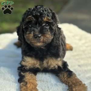 Lexi, Yorkie Poo Puppy