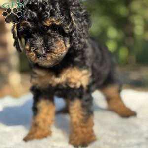 Lexi, Yorkie Poo Puppy