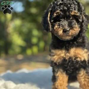 Lexi, Yorkie Poo Puppy