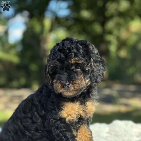 Lexi, Yorkie Poo Puppy