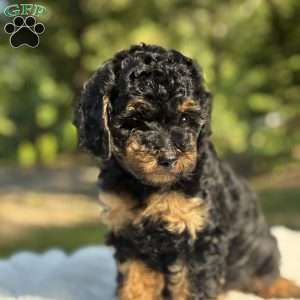 Lexi, Yorkie Poo Puppy