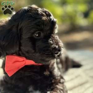 Messi, Yorkie Poo Puppy