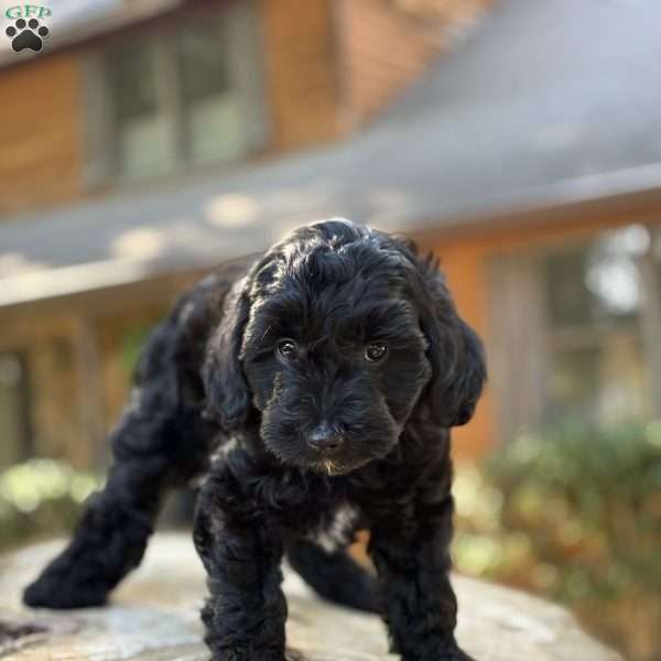 Messi, Yorkie Poo Puppy