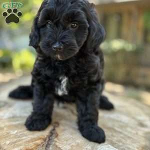 Messi, Yorkie Poo Puppy