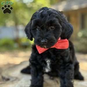 Messi, Yorkie Poo Puppy