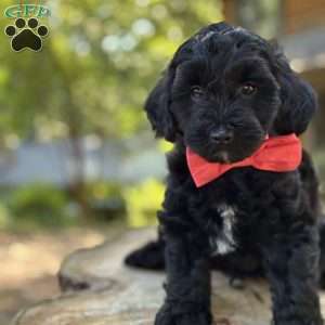 Messi, Yorkie Poo Puppy