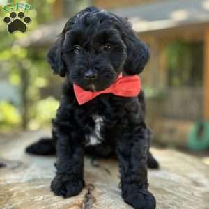 Messi, Yorkie Poo Puppy