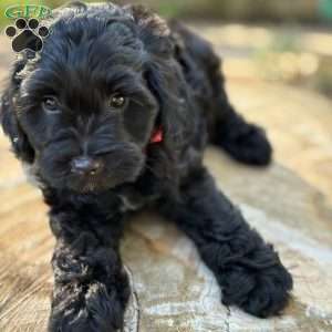 Messi, Yorkie Poo Puppy