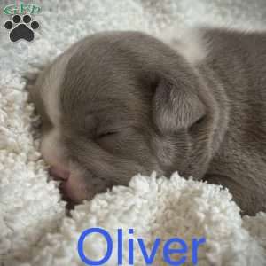 Oliver, French Bulldog Puppy