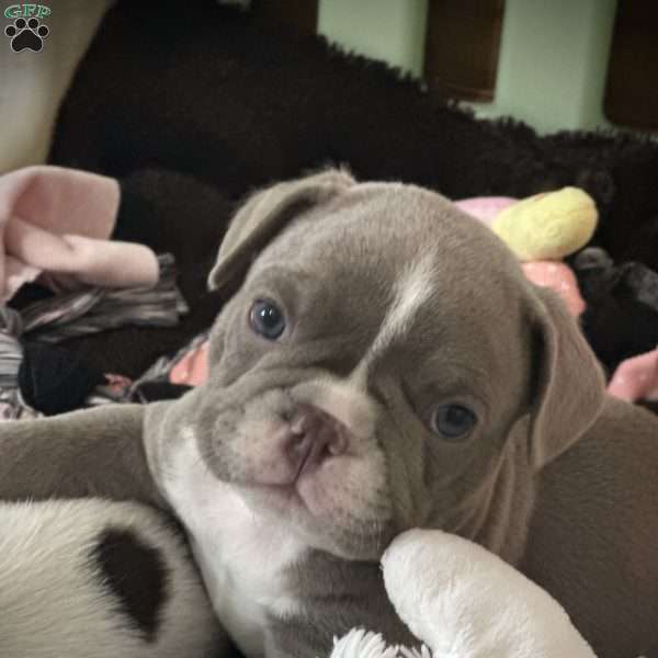 Oliver, French Bulldog Puppy