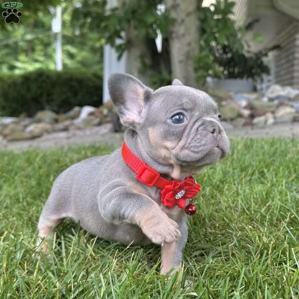Hailey, French Bulldog Puppy