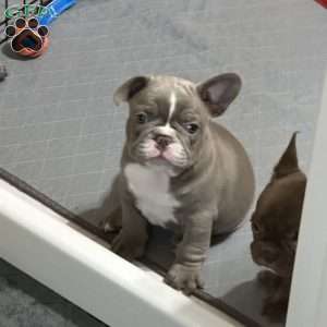 Oliver, French Bulldog Puppy