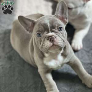 Oliver, French Bulldog Puppy