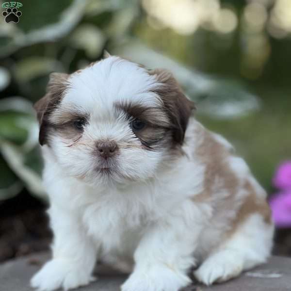 Joy, Shih Tzu Puppy