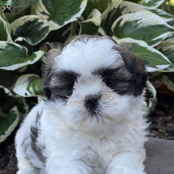 Joey, Shih Tzu Puppy