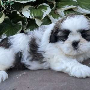 Joey, Shih Tzu Puppy