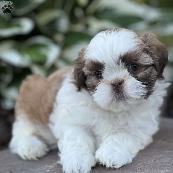 Jett, Shih Tzu Puppy