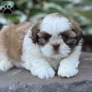 Jett, Shih Tzu Puppy