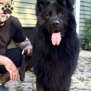 Queen, German Shepherd Puppy