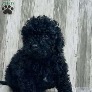 Jet, Cavapoo Puppy