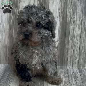 Luna, Cavapoo Puppy
