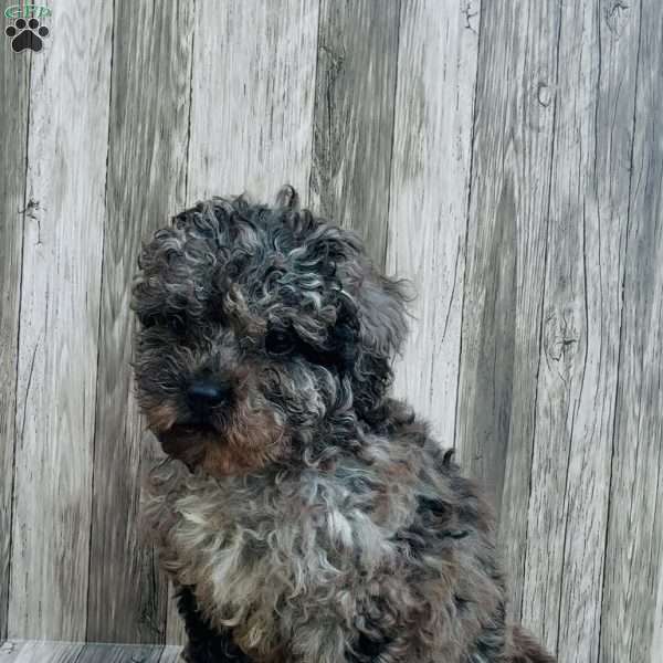Luna, Cavapoo Puppy