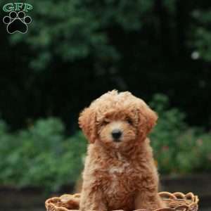 Mochi, Mini Labradoodle Puppy