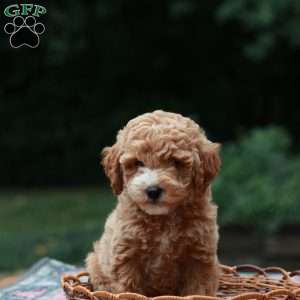 Milo, Mini Labradoodle Puppy