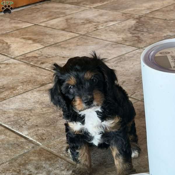 Channel, Cavapoo Puppy