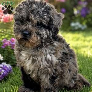 Luna, Cavapoo Puppy