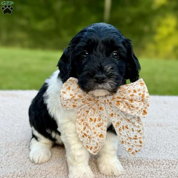Bunny, Mini Goldendoodle Puppy