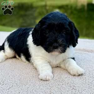 Bunny, Mini Goldendoodle Puppy