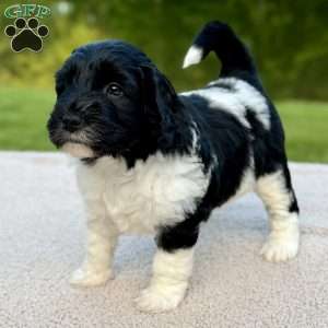 Bunny, Mini Goldendoodle Puppy