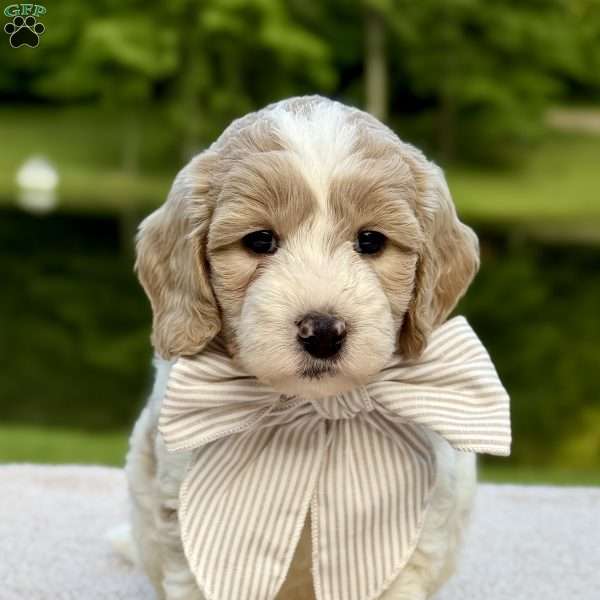 Flopsy, Mini Goldendoodle Puppy