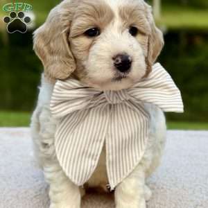 Flopsy, Mini Goldendoodle Puppy