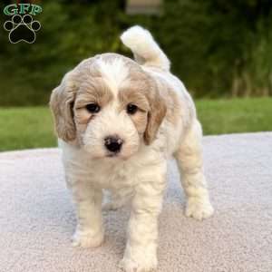 Flopsy, Mini Goldendoodle Puppy