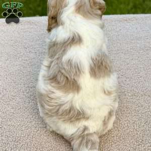 Flopsy, Mini Goldendoodle Puppy