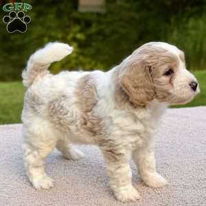 Flopsy, Mini Goldendoodle Puppy