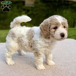 Flopsy, Mini Goldendoodle Puppy