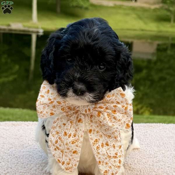 Binky, Mini Goldendoodle Puppy
