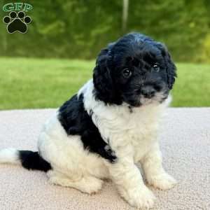Binky, Mini Goldendoodle Puppy