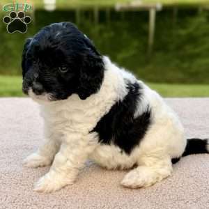 Binky, Mini Goldendoodle Puppy