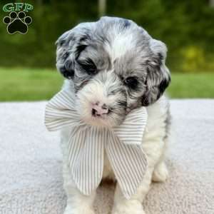 Cottontail, Mini Goldendoodle Puppy