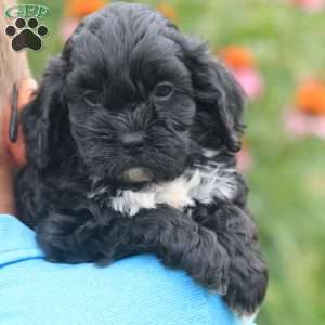 Bravo, Cavapoo Puppy