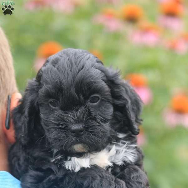 Bravo, Cavapoo Puppy