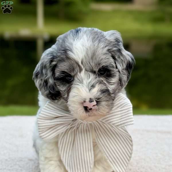 Cottontail, Mini Goldendoodle Puppy