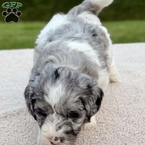 Cottontail, Mini Goldendoodle Puppy