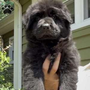 Queen, German Shepherd Puppy