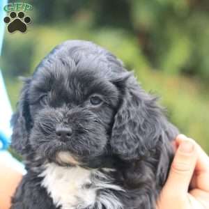 Bravo, Cavapoo Puppy